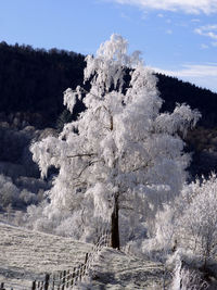 Snow covered land and trees against sky