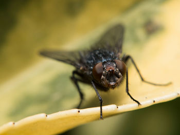 Close-up of insect on leaf