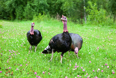 Three turkeys on green grass with clover. free-range turkeys