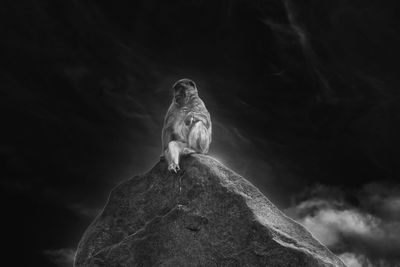 Low angle view of monkey perching on rock in bw