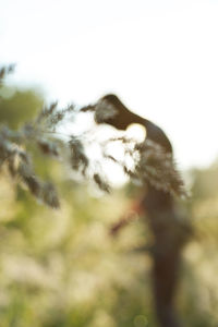 Close-up of cat looking away