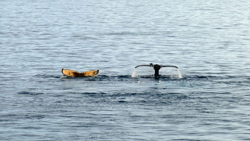 Two different flukes of humpback whales