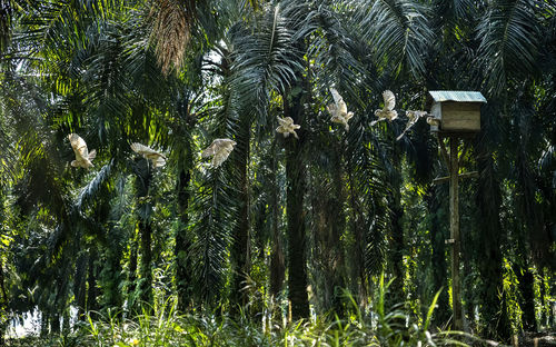 Trees in forest