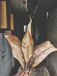 Close-up of dried leaves during autumn