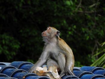 Monkey sitting on tree against plants