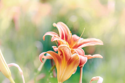 Close-up of red flower growing in garden