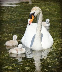 Swans swimming in lake