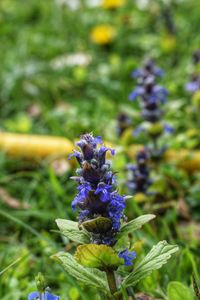 Close-up of purple flowering plant