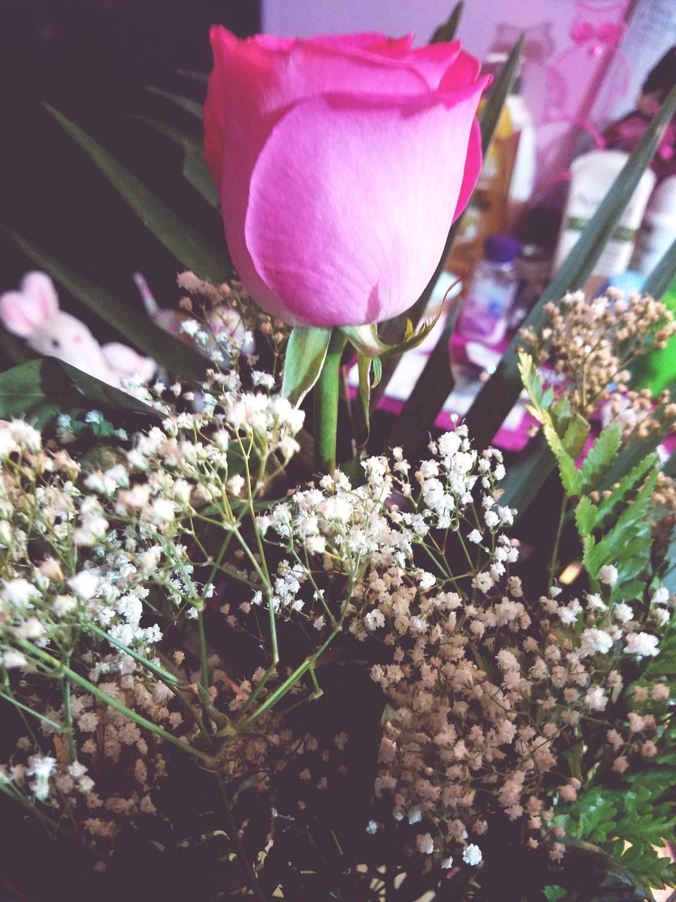 flower, freshness, petal, fragility, pink color, growth, beauty in nature, flower head, nature, blooming, close-up, plant, blossom, in bloom, pink, stem, focus on foreground, leaf, botany, springtime