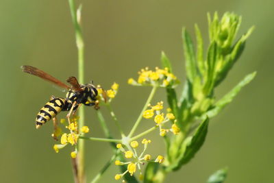 Close-up of bee pollinating on yellow flower