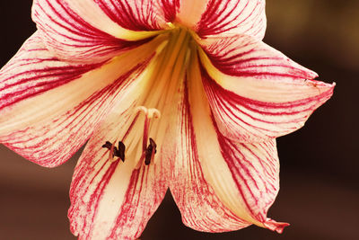 Close-up of insect on red flowering plant