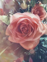 Close-up of pink rose