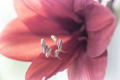 Close-up of pink rose flower