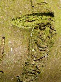 Close-up of green leaf