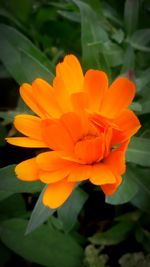 Close-up of flower blooming outdoors