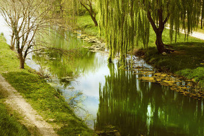 Scenic view of lake in forest