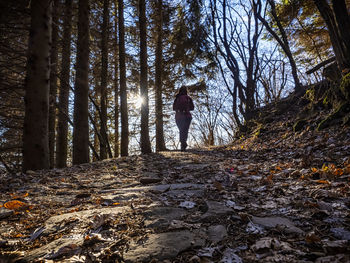 Alpine trail in a woodland in winter