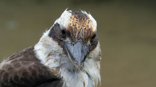 Close up of wet kookaburra bird looking at camera 