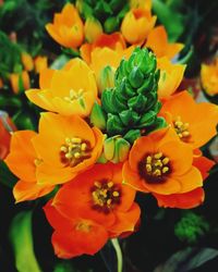 Close-up of yellow flowers