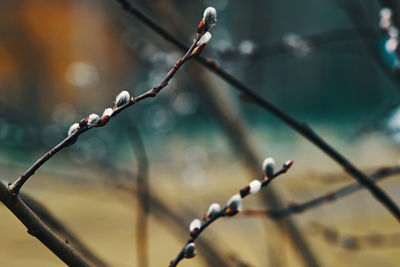 Close-up of ice on twig