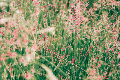 Pink grass flower blossom after rain ,fresh spring nature background