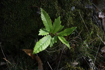 High angle view of leaves on field