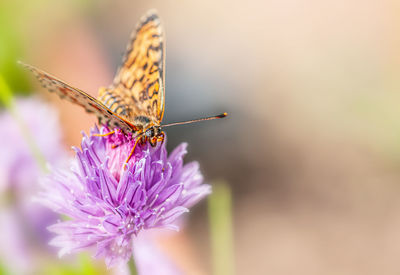 Close-up of butterfly pollinating on purple flower