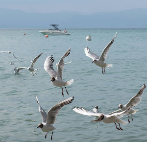 Flock of seagulls in sea