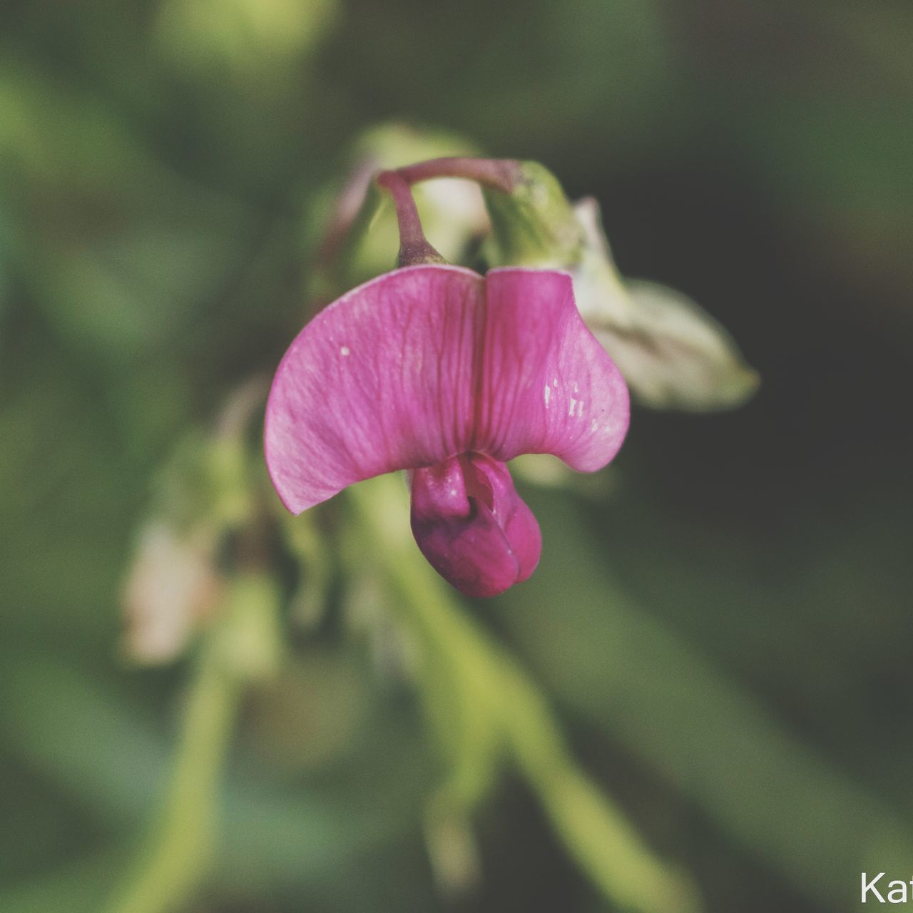 CLOSE-UP OF PINK FLOWER