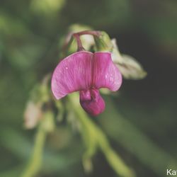 Close-up of pink flower blooming outdoors