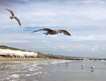 Seagulls flying over sea against sky