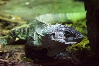 Close-up of turtle