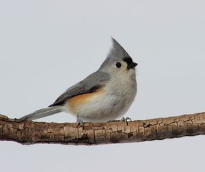 Low angle view of bird perching on tree against sky