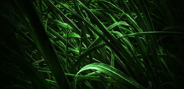 Close-up of wet plant growing on field