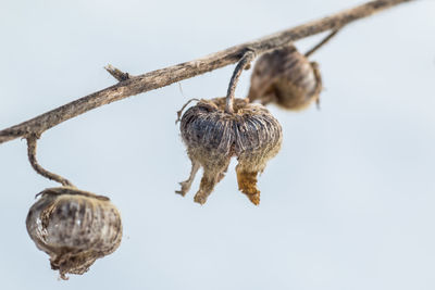 Close-up of dried plant pods against clear sky