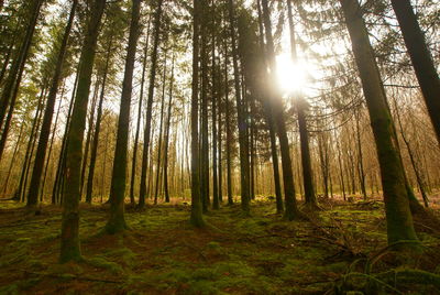 Sunlight streaming through trees in forest