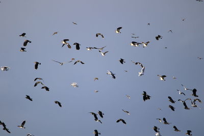 Low angle view of birds flying in the sky