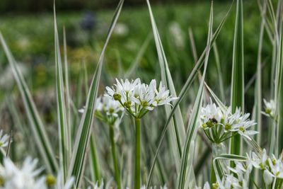 Close-up of white flowering plants on field