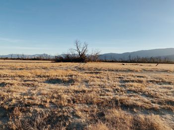 Scenic view of field against clear sky