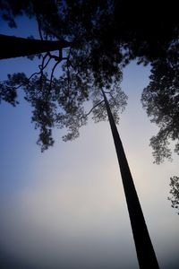 Low angle view of silhouette tree against sky