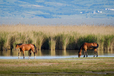 Horses grazing on landscape against sea