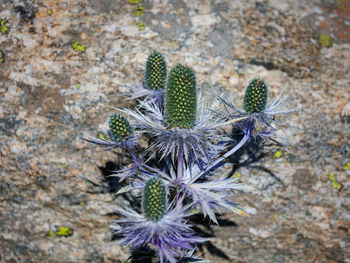 Close-up of pine tree