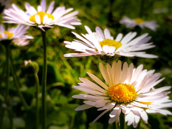 Close-up of white daisy flowers