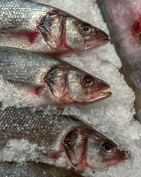 Close-up of fish for sale in market