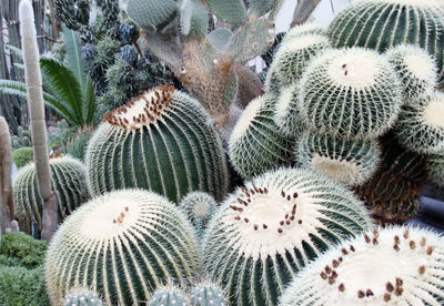 Close-up of plants