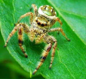 Close-up of insect on leaf