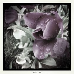 Close-up of water drops on flower