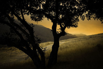Silhouette of trees on mountain
