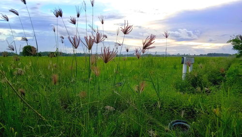 Scenic view of field against sky