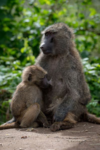 Monkeys sitting outdoors